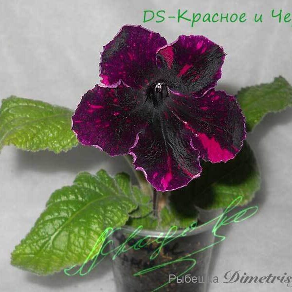 ds____927