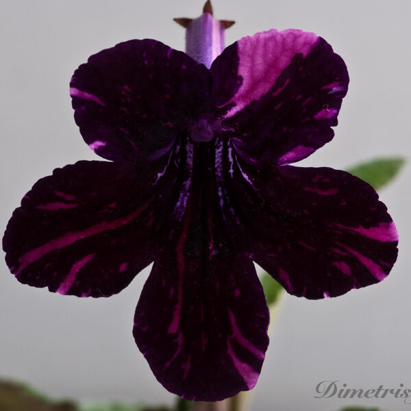 ds___ae_129 ds___ae_129
