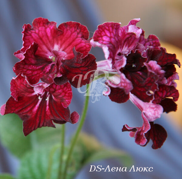 ds___dm_469