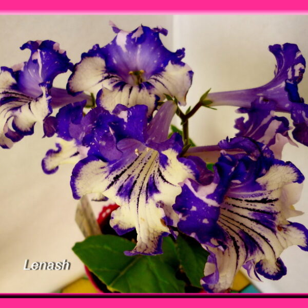 ds__aeaeue__5_728
