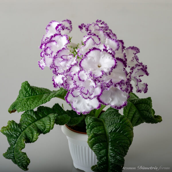 ds__ds_cristalle_910