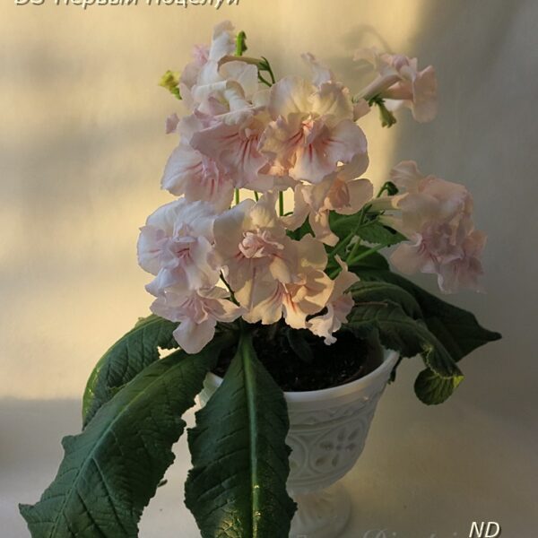 ds__oe_139