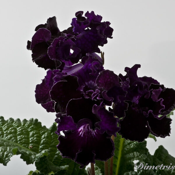 ds__ue_214-1 ds__ue_214-1