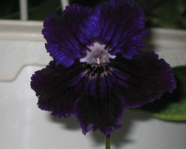 ds__ue_215 ds__ue_215