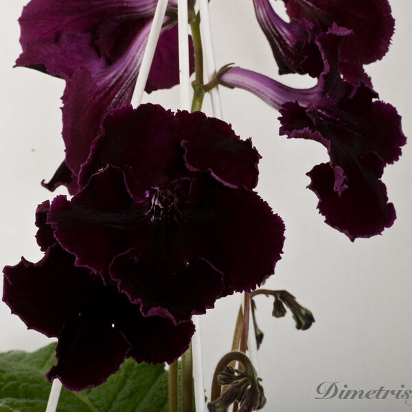 ds__ue__162