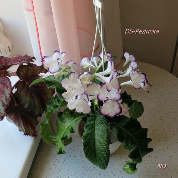 ds_ae11_119