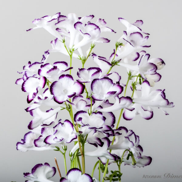 ds_ae_157
