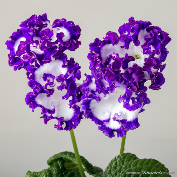 ds_ae_199 ds_ae_199