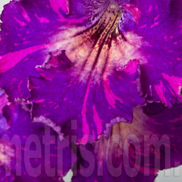 ds_ae_1_115