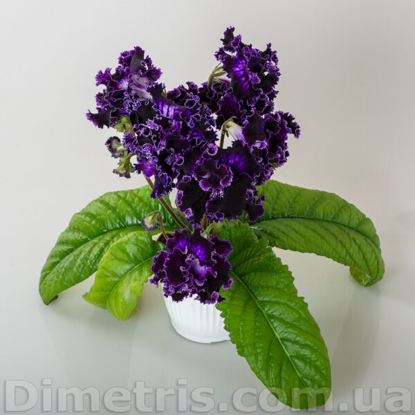 ds_ae_1_123