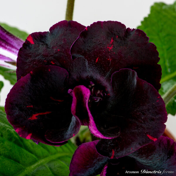 ds_ae_2487_782