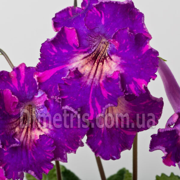 ds_ae_3_572