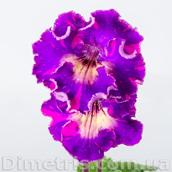 ds_ae_3_875
