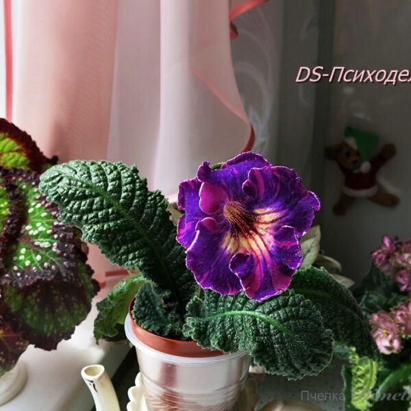 ds_ae_493
