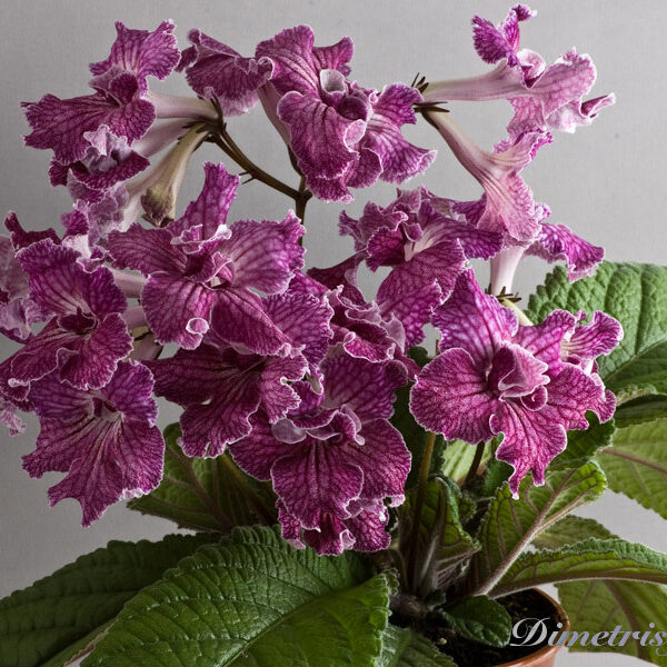 ds_ae_535