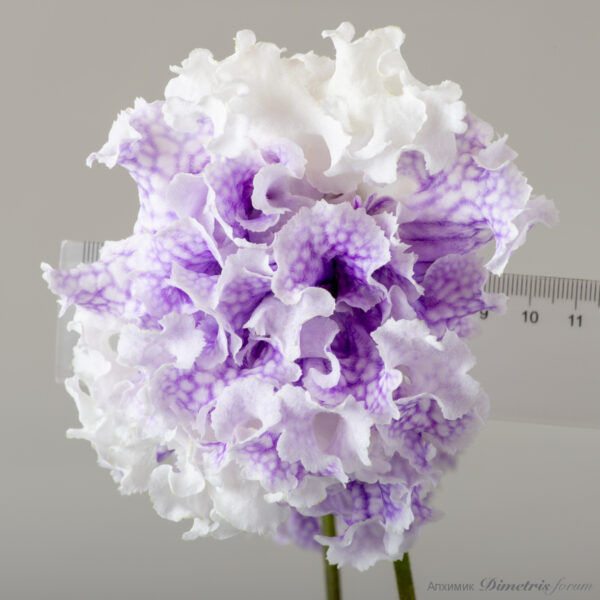 ds_ae_552