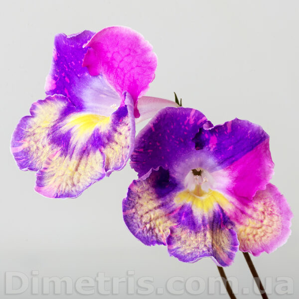ds_ae_579