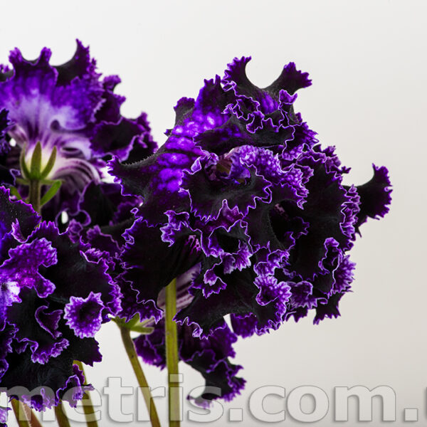 ds_ae_586
