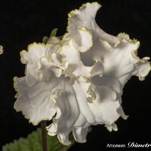 ds_ae_634