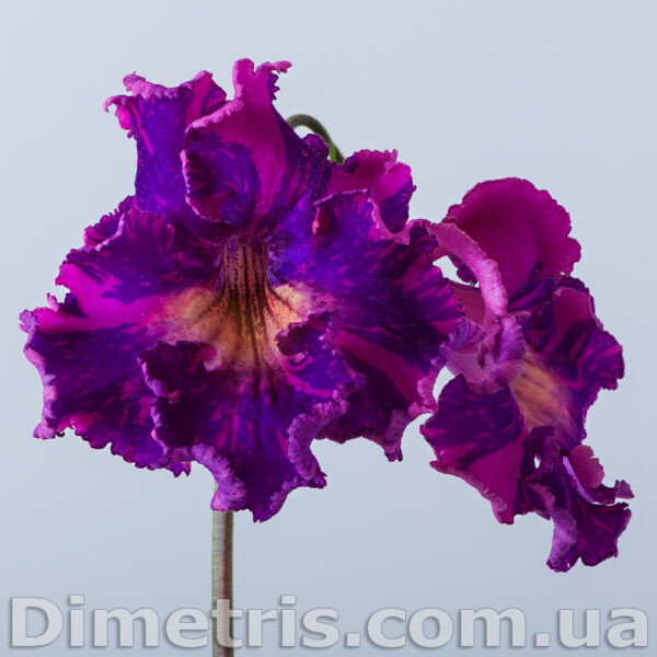 ds_ae_646