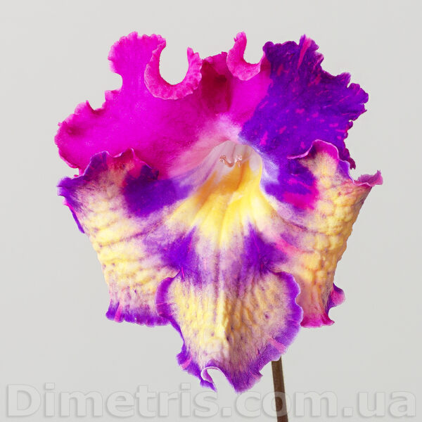 ds_ae_654