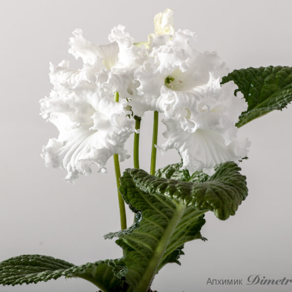 ds_ae_860 ds_ae_860