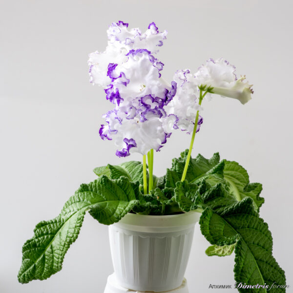 ds_ae_965