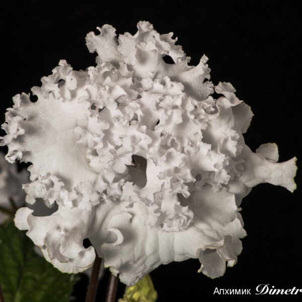 ds_ae__151