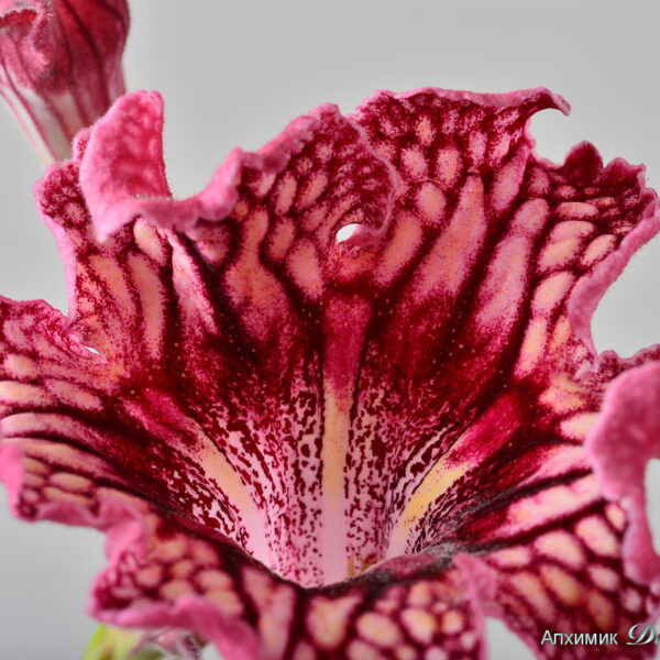 ds_ae__152