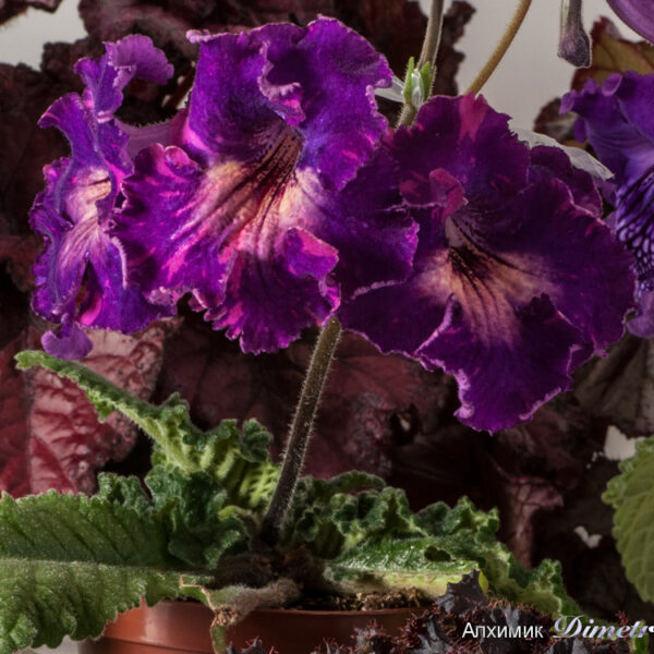 ds_ae__176