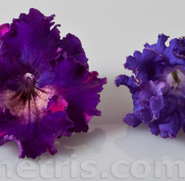 ds_ae__ds_1805_207