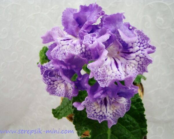ds_aeae1_118