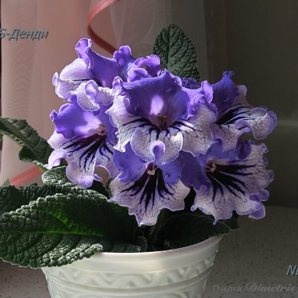 ds_aeae6_127