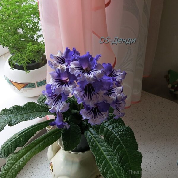 ds_aeae7_122