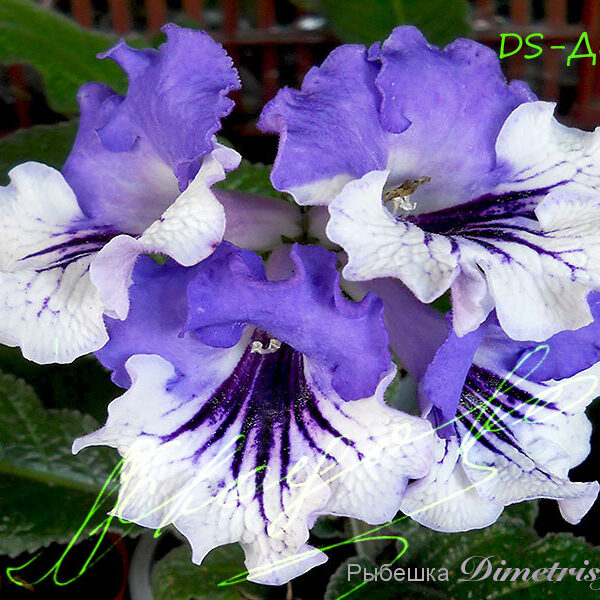 ds_aeae_114 ds_aeae_114