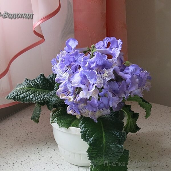 ds_aeae_142