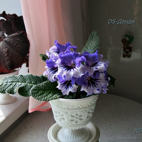 ds_aeae_165