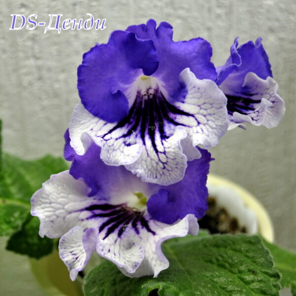 ds_aeae_207 ds_aeae_207