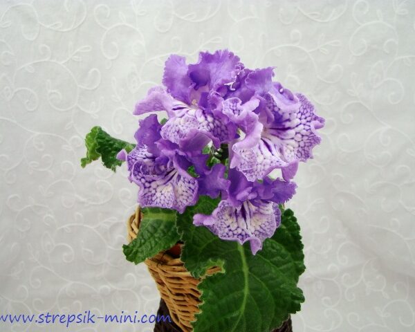 ds_aeae_928