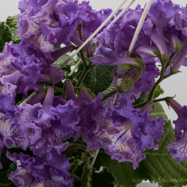 ds_aeae_ae__111