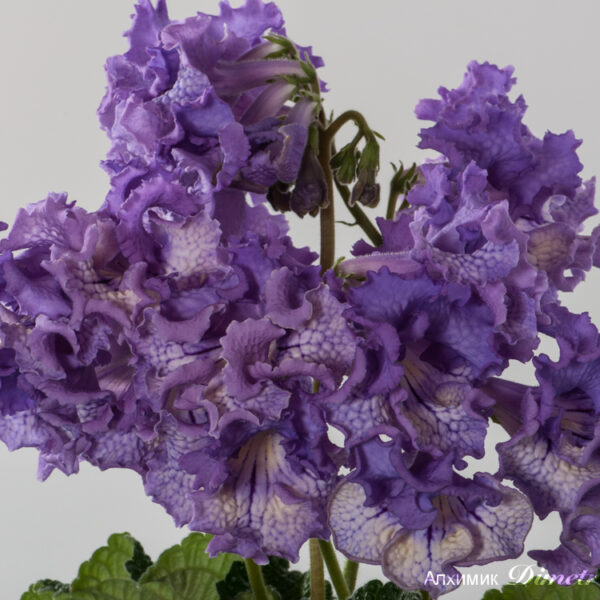 ds_aeae_equal21_113