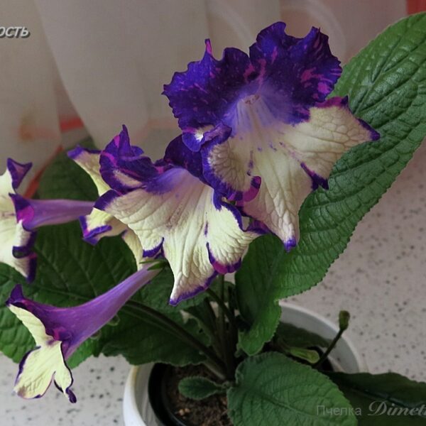 ds_aeue12_109