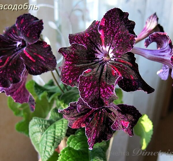 ds_aeue4_129