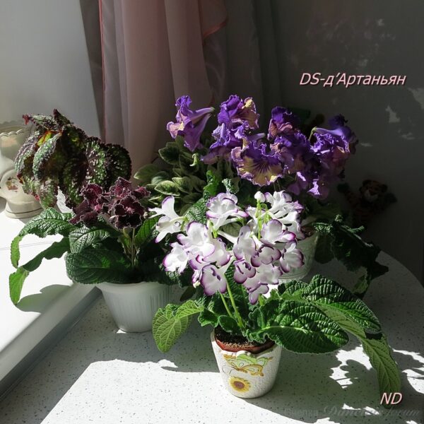 ds_aeue5_117 ds_aeue5_117