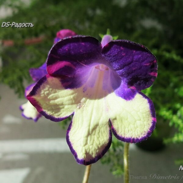ds_aeue5_461