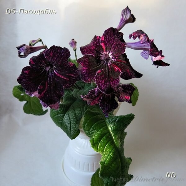 ds_aeue6_806