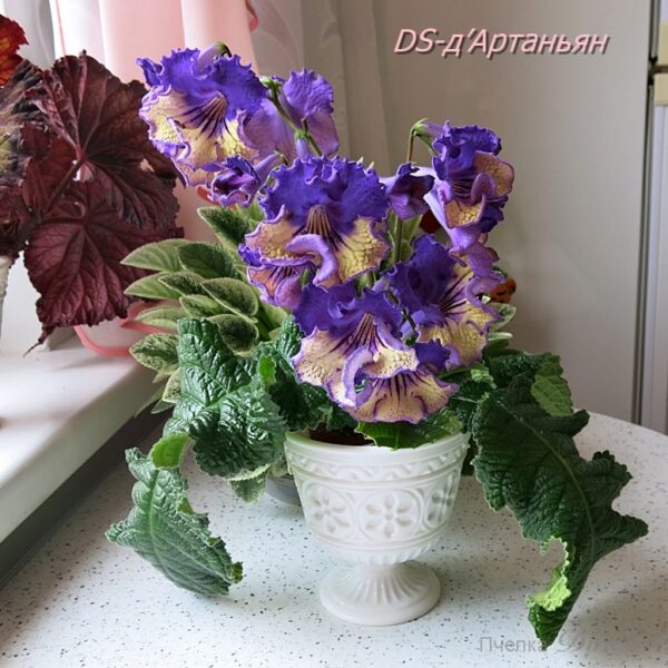 ds_aeue_562 ds_aeue_562