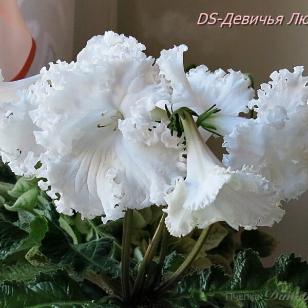 ds_aeue_ue3_338