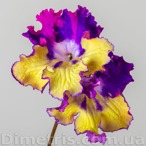 ds_aeue_xxl_168