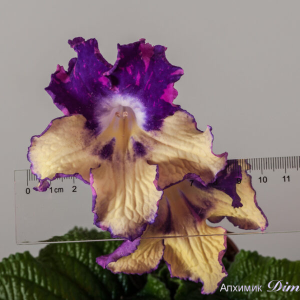 ds_aeue_xxl_205